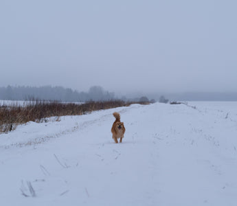 Heartbeats and Hiccups: What Your Dog’s Cardio Clues Reveal About Their Hidden Health