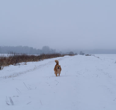 Heartbeats and Hiccups: What Your Dog’s Cardio Clues Reveal About Their Hidden Health