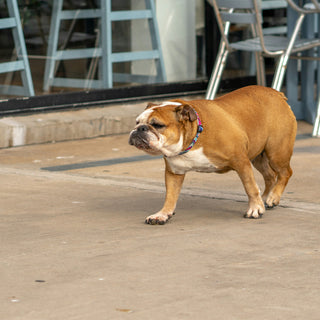 Twitch, Tense, or Still? How Your Dog’s Tail Base Movements Reveal Hidden Anxiety and Nerve Health