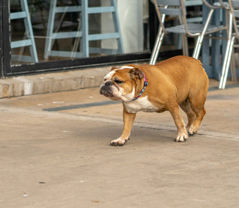 Twitch, Tense, or Still? How Your Dog’s Tail Base Movements Reveal Hidden Anxiety and Nerve Health