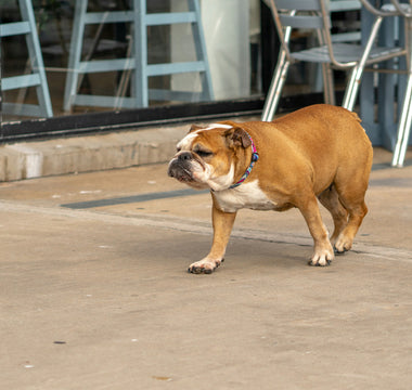 Twitch, Tense, or Still? How Your Dog’s Tail Base Movements Reveal Hidden Anxiety and Nerve Health