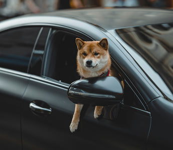 Tooth Truths & Tartar Trails: What Your Dog’s Dental Habits Reveal About Their Hidden Health Risks