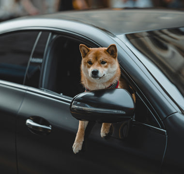Tooth Truths & Tartar Trails: What Your Dog’s Dental Habits Reveal About Their Hidden Health Risks