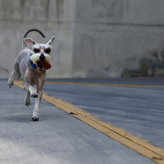 Sweat Spots & Scent Maps: How Your Dog’s Paw Perspiration Reveals Stress, Overheating, and Emotional Cues