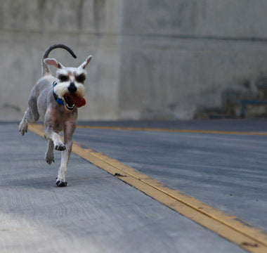Sweat Spots & Scent Maps: How Your Dog’s Paw Perspiration Reveals Stress, Overheating, and Emotional Cues