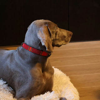 Gastro-Growls and Gut Instincts: Uncovering the Hidden Link Between Your Dog’s Digestion and Mood