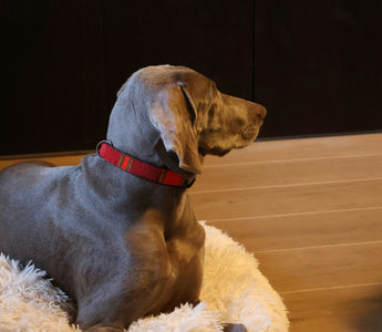 Gastro-Growls and Gut Instincts: Uncovering the Hidden Link Between Your Dog’s Digestion and Mood