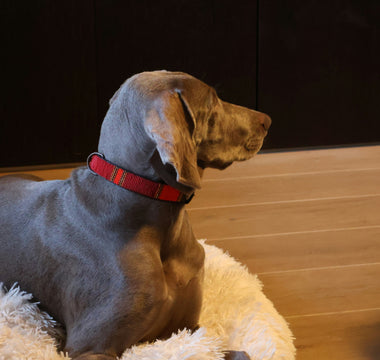 Gastro-Growls and Gut Instincts: Uncovering the Hidden Link Between Your Dog’s Digestion and Mood