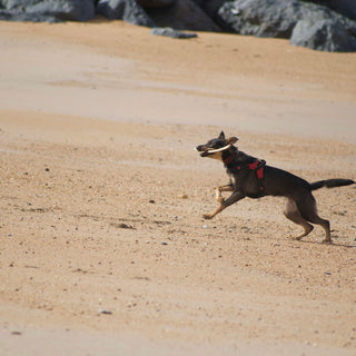 Happy Guts, Happy Pups: How Your Dog’s Poop Texture Reveals Digestive Health, Allergy Clues, and Emotional Stability