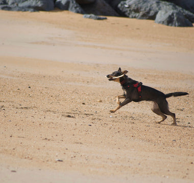 Happy Guts, Happy Pups: How Your Dog’s Poop Texture Reveals Digestive Health, Allergy Clues, and Emotional Stability