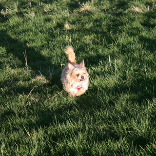 Body Bark: What Your Dog’s Posture Reveals About Their Pain, Confidence, and Emotional Balance