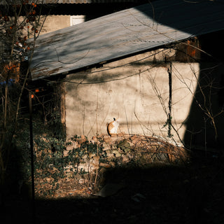 Fence Fixations & Boundary Barking: What Your Dog’s Perimeter Obsession Reveals About Spatial Awareness, Emotional Security, and Brain Health