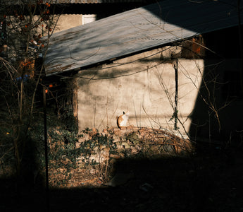 Fence Fixations & Boundary Barking: What Your Dog’s Perimeter Obsession Reveals About Spatial Awareness, Emotional Security, and Brain Health