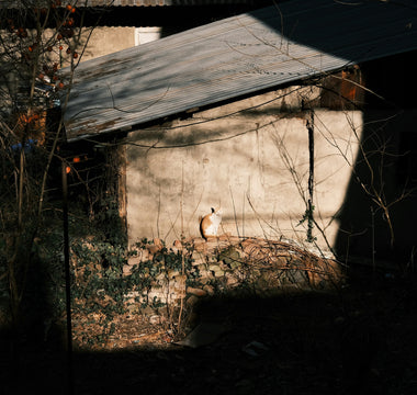 Fence Fixations & Boundary Barking: What Your Dog’s Perimeter Obsession Reveals About Spatial Awareness, Emotional Security, and Brain Health