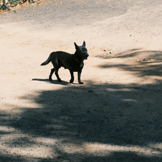 Leg Lifts & Lawn Circles: What Your Dog’s Potty Preferences Reveal About Joint Health, Territory Confidence, and Emotional Routine