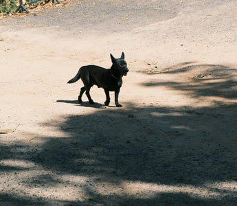 Leg Lifts & Lawn Circles: What Your Dog’s Potty Preferences Reveal About Joint Health, Territory Confidence, and Emotional Routine