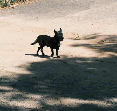 Leg Lifts & Lawn Circles: What Your Dog’s Potty Preferences Reveal About Joint Health, Territory Confidence, and Emotional Routine