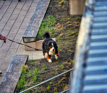 Sniff, Stop, Repeat: How Your Dog’s Scent Tracking Habits Reveal Cognitive Health, Emotional Curiosity, and Environmental Awareness
