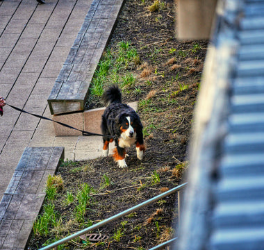 Sniff, Stop, Repeat: How Your Dog’s Scent Tracking Habits Reveal Cognitive Health, Emotional Curiosity, and Environmental Awareness
