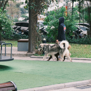 Toe Taps & Trail Hesitations: What Your Dog’s Paw Placement Reveals About Nerve Health, Terrain Sensitivity, and Emotional Grounding