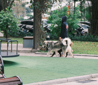 Toe Taps & Trail Hesitations: What Your Dog’s Paw Placement Reveals About Nerve Health, Terrain Sensitivity, and Emotional Grounding