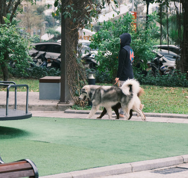 Toe Taps & Trail Hesitations: What Your Dog’s Paw Placement Reveals About Nerve Health, Terrain Sensitivity, and Emotional Grounding