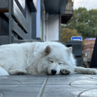 Silent Snouts: How Your Dog’s Breathing Patterns Uncover Hidden Stress, Allergies, and Respiratory Health