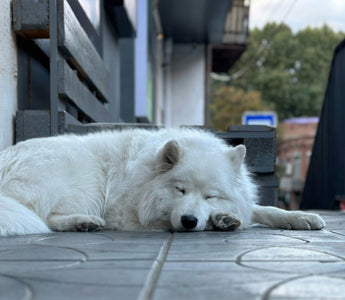 Silent Snouts: How Your Dog’s Breathing Patterns Uncover Hidden Stress, Allergies, and Respiratory Health