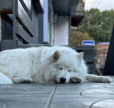 Silent Snouts: How Your Dog’s Breathing Patterns Uncover Hidden Stress, Allergies, and Respiratory Health