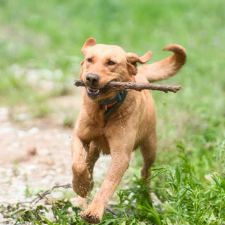 Snore Signals: What Your Dog’s Breathing During Sleep Reveals About Heart Health, Anxiety Calibration, and Deep Rest Cycles