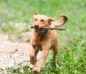 Snore Signals: What Your Dog’s Breathing During Sleep Reveals About Heart Health, Anxiety Calibration, and Deep Rest Cycles