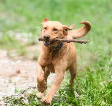 Snore Signals: What Your Dog’s Breathing During Sleep Reveals About Heart Health, Anxiety Calibration, and Deep Rest Cycles