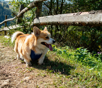 Hind-End Hints: What Your Dog’s Sitting Symmetry Reveals About Hip Health, Nerve Signals, and Emotional Grounding