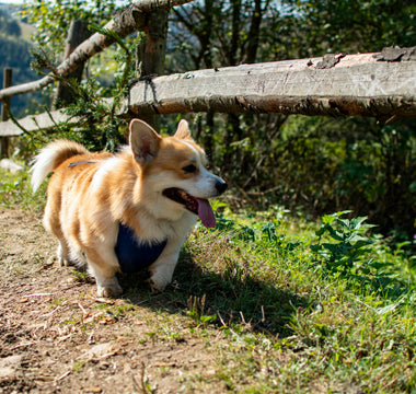 Hind-End Hints: What Your Dog’s Sitting Symmetry Reveals About Hip Health, Nerve Signals, and Emotional Grounding