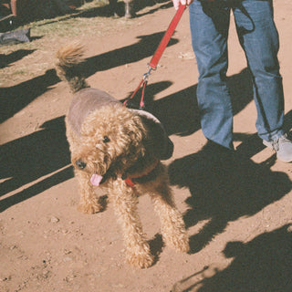 Whine or Wine-Down? What Your Dog’s Evening Behavior Reveals About Their Sleep Health, Cortisol Cycle, and Emotional Wind-Down Rituals