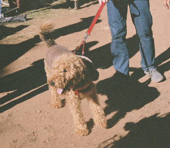 Whine or Wine-Down? What Your Dog’s Evening Behavior Reveals About Their Sleep Health, Cortisol Cycle, and Emotional Wind-Down Rituals