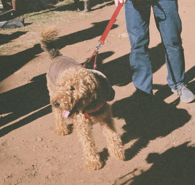 Whine or Wine-Down? What Your Dog’s Evening Behavior Reveals About Their Sleep Health, Cortisol Cycle, and Emotional Wind-Down Rituals