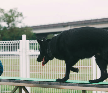 Paw-Gaze Connection: How Your Dog’s Eye Contact During Walks Reveals Trust, Vision Health, and Emotional Sync