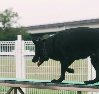 Paw-Gaze Connection: How Your Dog’s Eye Contact During Walks Reveals Trust, Vision Health, and Emotional Sync