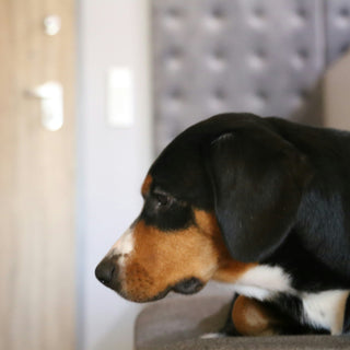 Nose Nudges & Nuzzle Patterns: What Your Dog’s Affection Signals Reveal About Hidden Pain and Emotional Needs