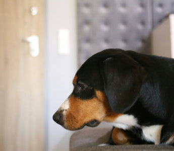 Nose Nudges & Nuzzle Patterns: What Your Dog’s Affection Signals Reveal About Hidden Pain and Emotional Needs