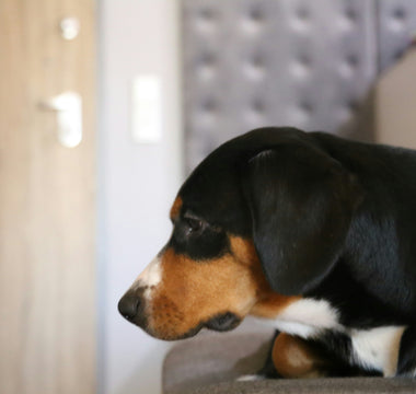 Nose Nudges & Nuzzle Patterns: What Your Dog’s Affection Signals Reveal About Hidden Pain and Emotional Needs