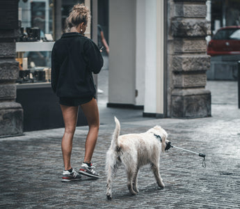 Muzzle Memories: How Your Dog’s Chewing Style Can Reveal Cognitive Aging and Emotional Shifts