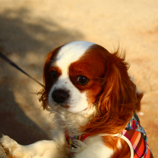 Hiccups or Heartburn? What Sudden Burping and Gulping Reveals About Your Dog’s Gut Health and Anxiety Triggers