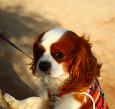 Hiccups or Heartburn? What Sudden Burping and Gulping Reveals About Your Dog’s Gut Health and Anxiety Triggers