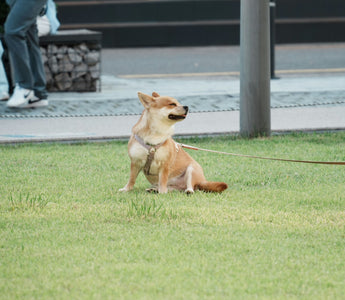 Tail Talk: Surprising Ways Your Dog's Wagging Style Reflects Their Emotional and Physical Health