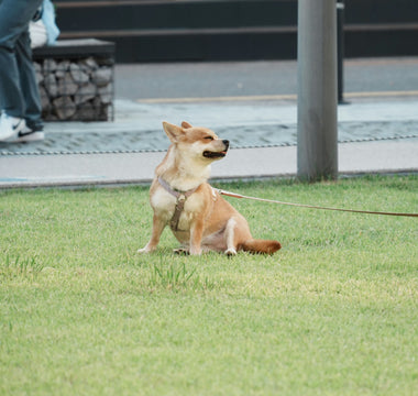 Tail Talk: Surprising Ways Your Dog's Wagging Style Reflects Their Emotional and Physical Health