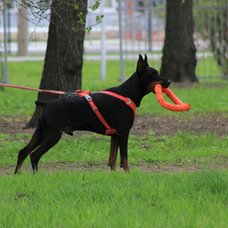 Sighs, Slinks, and Side-Eyes: What Subtle Avoidance Behaviors Reveal About Your Dog’s Emotional Health
