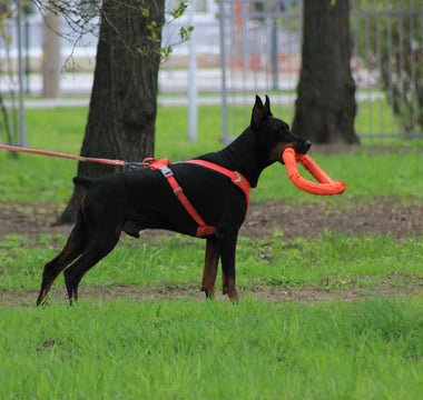 Sighs, Slinks, and Side-Eyes: What Subtle Avoidance Behaviors Reveal About Your Dog’s Emotional Health