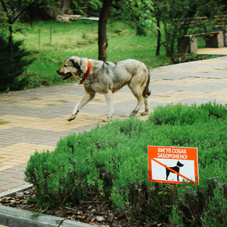 Yawn Yields & Morning Mouths: What Your Dog’s Wake-Up Routine Reveals About Brain Oxygenation, Sleep Quality, and Emotional Reset